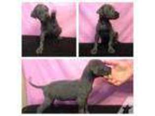 Great Dane Puppy for sale in PENSACOLA, FL, USA