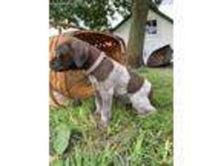 German Shorthaired Pointer Puppy for sale in Fremont, NE, USA