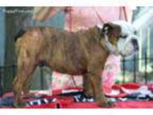 Bulldog Puppy for sale in Granite City, IL, USA