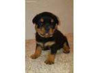 Rottweiler Puppy for sale in Coshocton, OH, USA