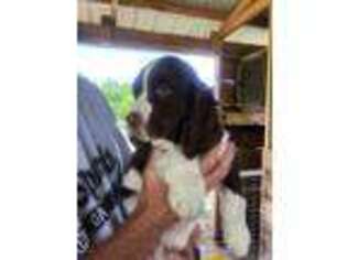 English Springer Spaniel Puppy for sale in Tennille, GA, USA