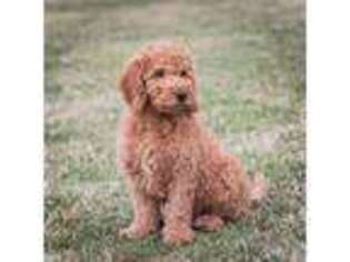 Goldendoodle Puppy for sale in Casco, MI, USA