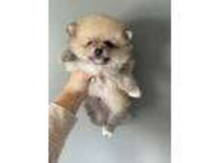 Pomeranian Puppy for sale in Erie, MI, USA