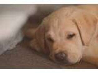 Labrador Retriever Puppy for sale in Anacortes, WA, USA