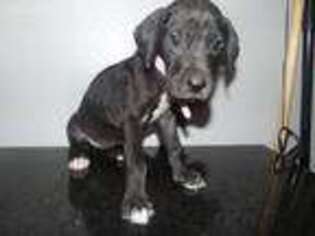 Great Dane Puppy for sale in Bartow, FL, USA