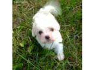 Havanese Puppy for sale in Fort Jennings, OH, USA