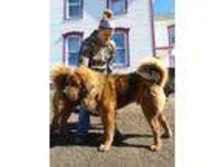 Tibetan Mastiff Puppy for sale in Galva, IL, USA