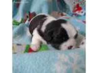 Mutt Puppy for sale in Vandalia, MO, USA