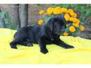 Cane Corso Puppy for sale in Sunland, CA, USA