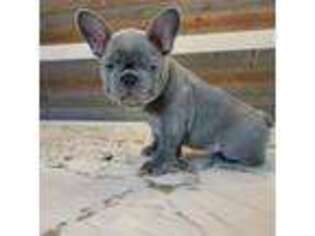 French Bulldog Puppy for sale in East Falmouth, MA, USA