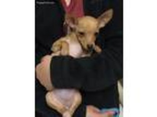 Chihuahua Puppy for sale in Elkins, AR, USA