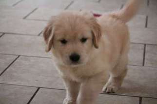 Golden Retriever Puppy for sale in Hamilton, OH, USA