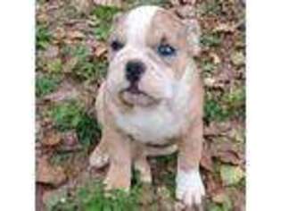Bulldog Puppy for sale in Norcross, GA, USA