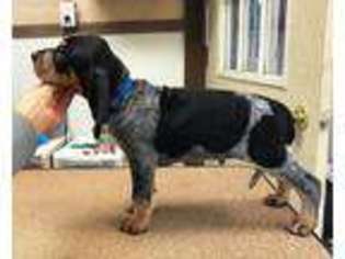 Bluetick Coonhound Puppy for sale in Glenford, OH, USA