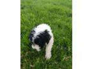 Portuguese Water Dog Puppy for sale in Odon, IN, USA