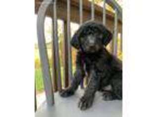 Goldendoodle Puppy for sale in Crown City, OH, USA
