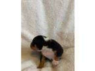 Mutt Puppy for sale in Saint Stephens Church, VA, USA