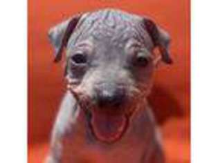 American Hairless Terrier Puppy for sale in Arroyo Grande, CA, USA