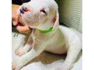 Dogo Argentino Puppy for sale in Paramount, CA, USA