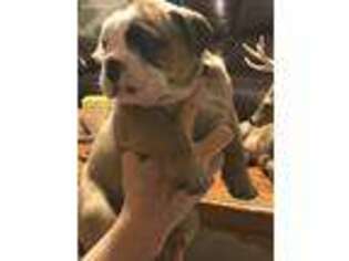 Bulldog Puppy for sale in Washington, VA, USA