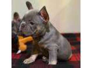 French Bulldog Puppy for sale in Murrieta, CA, USA