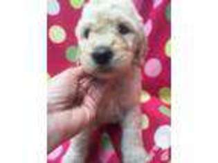 Goldendoodle Puppy for sale in RAVENNA, OH, USA