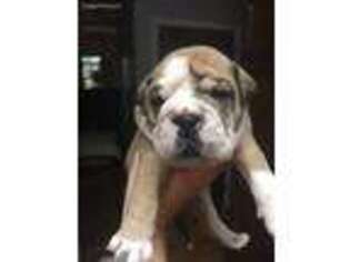 Olde English Bulldogge Puppy for sale in Conyers, GA, USA