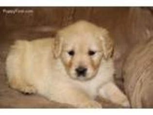 Golden Retriever Puppy for sale in Free Union, VA, USA