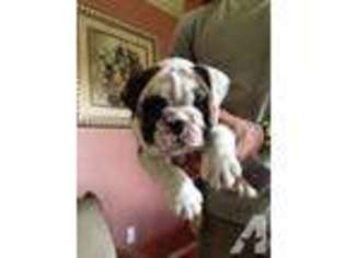 Bulldog Puppy for sale in Hesperia, CA, USA