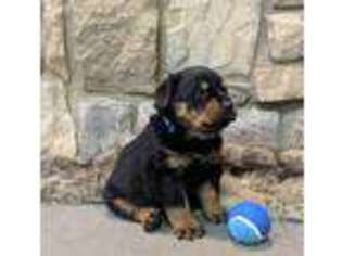 Rottweiler Puppy for sale in Sudbury, MA, USA