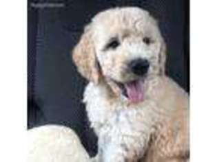 Goldendoodle Puppy for sale in Hedrick, IA, USA