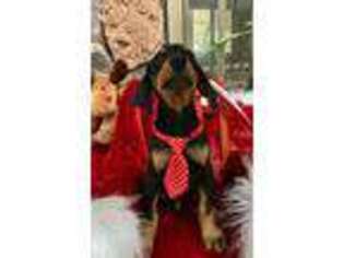 Doberman Pinscher Puppy for sale in Mulliken, MI, USA
