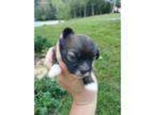 Mutt Puppy for sale in Greenville, KY, USA