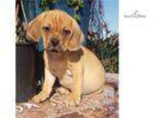 Puggle Puppy for sale in San Diego, CA, USA