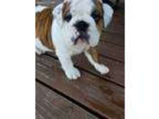 Bulldog Puppy for sale in Highland, MI, USA