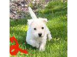 West Highland White Terrier Puppy for sale in Minonk, IL, USA