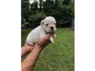 Bulldog Puppy for sale in Shallotte, NC, USA
