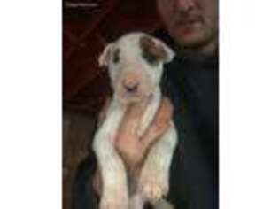 Bull Terrier Puppy for sale in New Bloomfield, MO, USA
