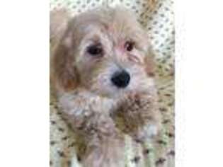 Goldendoodle Puppy for sale in Gurnee, IL, USA