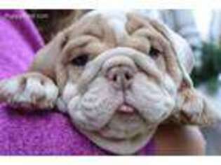 Bulldog Puppy for sale in Germantown, OH, USA