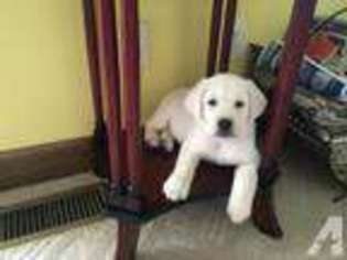 Labrador Retriever Puppy for sale in LORIS, SC, USA