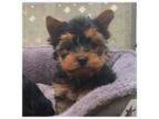 Yorkshire Terrier Puppy for sale in UNION CITY, CA, USA