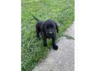 Mastiff Puppy for sale in Sheridan, IL, USA