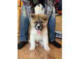 Akita Puppy for sale in Gettysburg, PA, USA