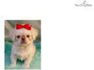 Pekingese Puppy for sale in Fort Worth, TX, USA
