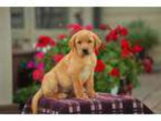 Labrador Retriever Puppy for sale in Millersville, PA, USA