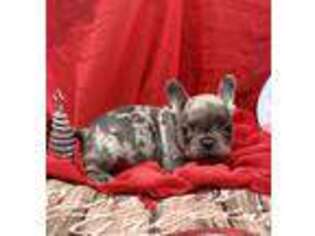 French Bulldog Puppy for sale in Bellville, TX, USA