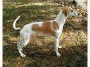 Whippet Puppy for sale in Spickard, MO, USA