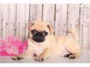 Pug Puppy for sale in Columbus, OH, USA