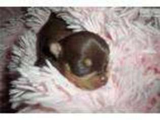 Chihuahua Puppy for sale in Phoenix, AZ, USA